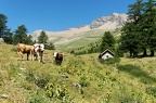 Animaux