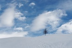 Mélèze hivernal (55 C0743)