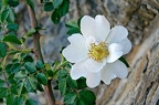 Rosier blanc (55-B1956-ak)