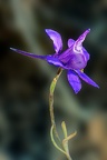 Delphinium ?? (77-13911-ak)